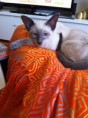 /album/kitten-marz-2011/foto-3-jpg/